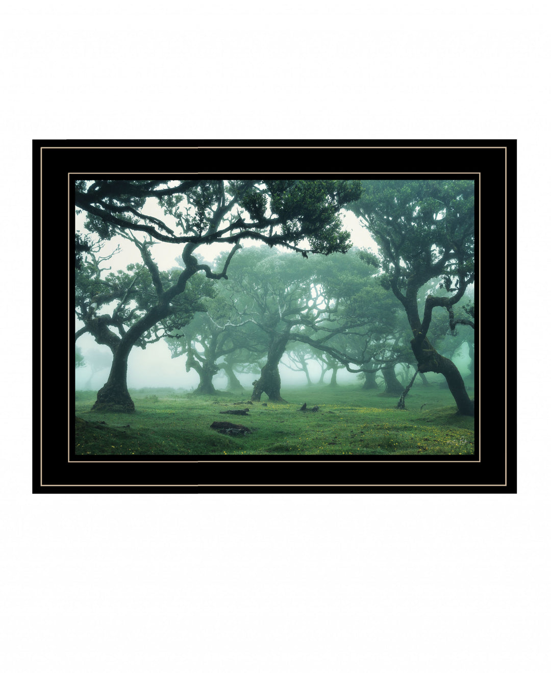 Enchanted Forest II 2 White Framed Print Wall Art