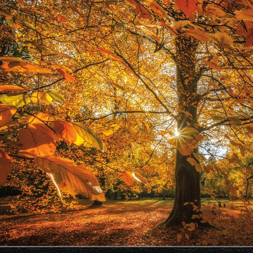 Autumn Leaves 4 Black Framed Print Wall Art