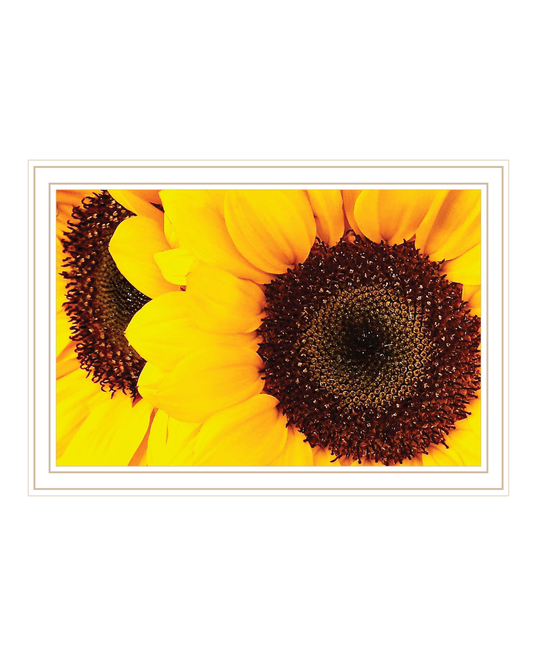 Sunflower Portrait Black Framed Print Wall Art